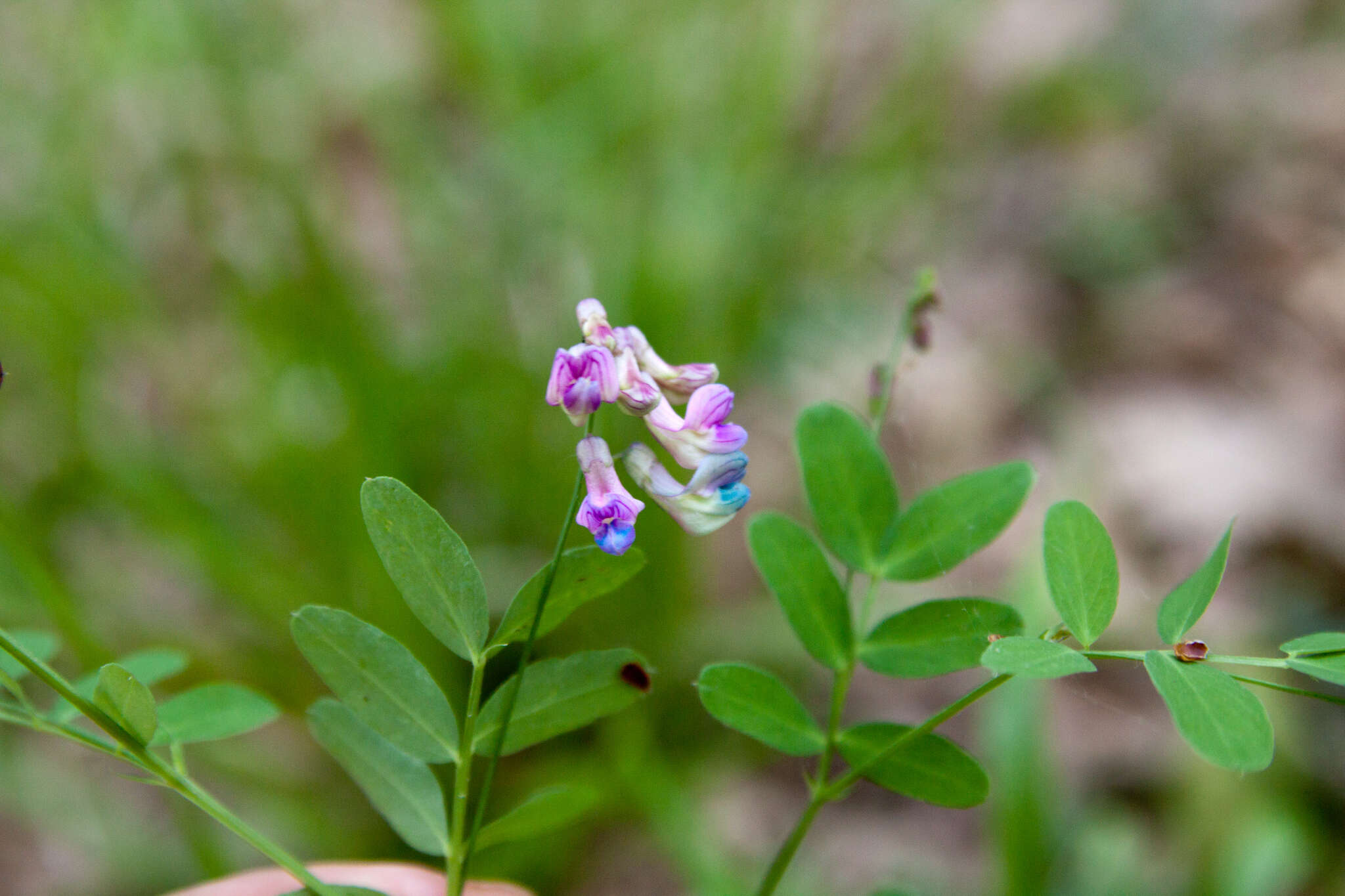 Imagem de Lathyrus niger (L.) Bernh.