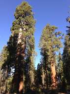 Image of giant sequoia