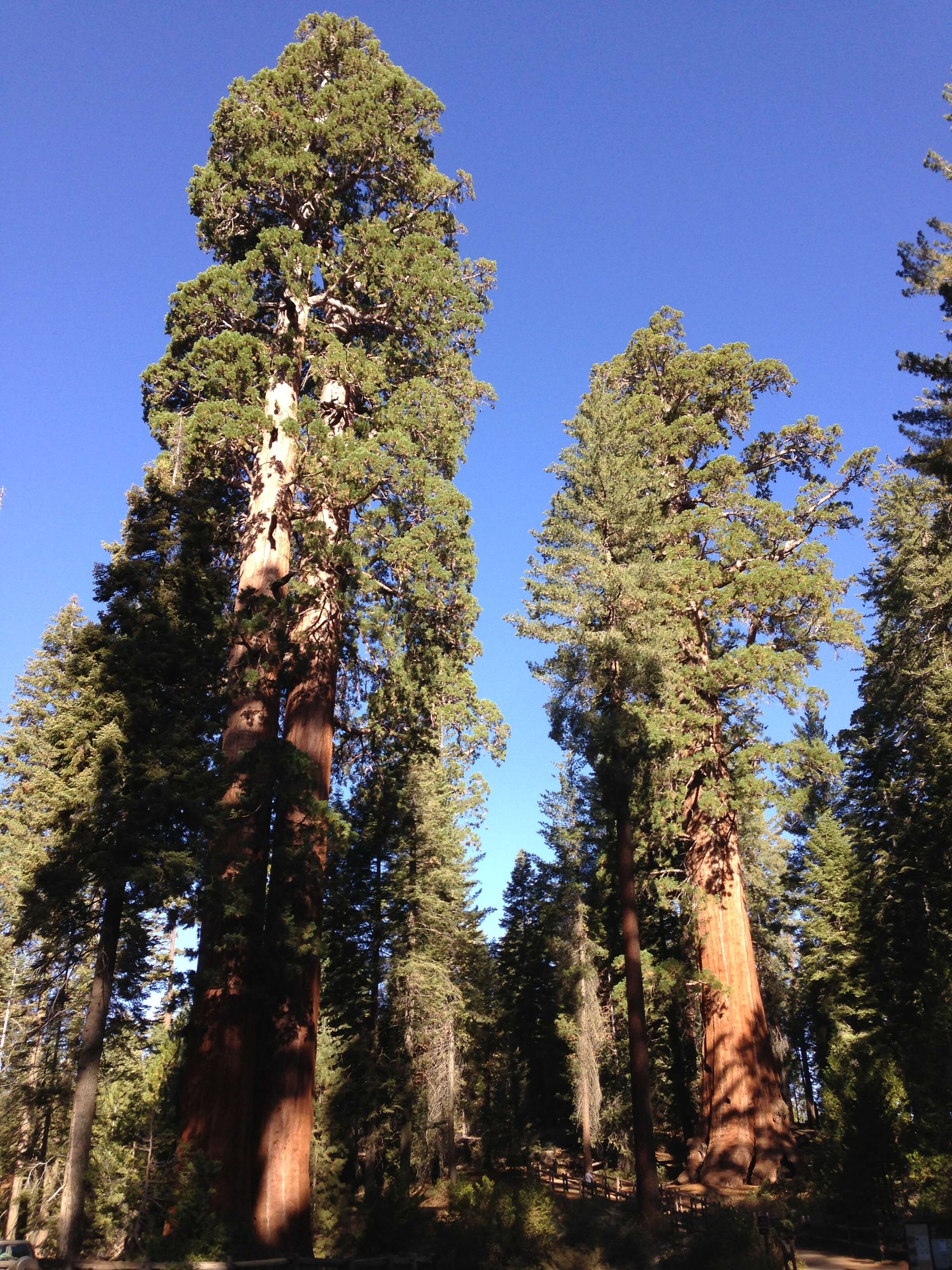 Слика од Sequoiadendron