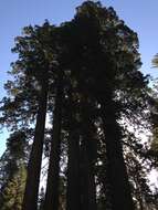 Image of giant sequoia