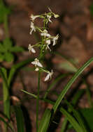 Слика од Platanthera chlorantha (Custer) Rchb.