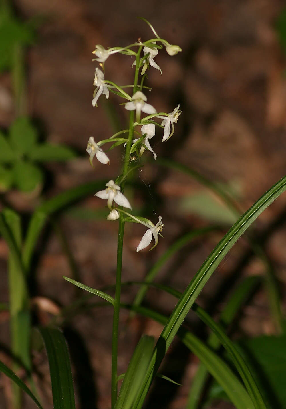 Слика од Platanthera chlorantha (Custer) Rchb.