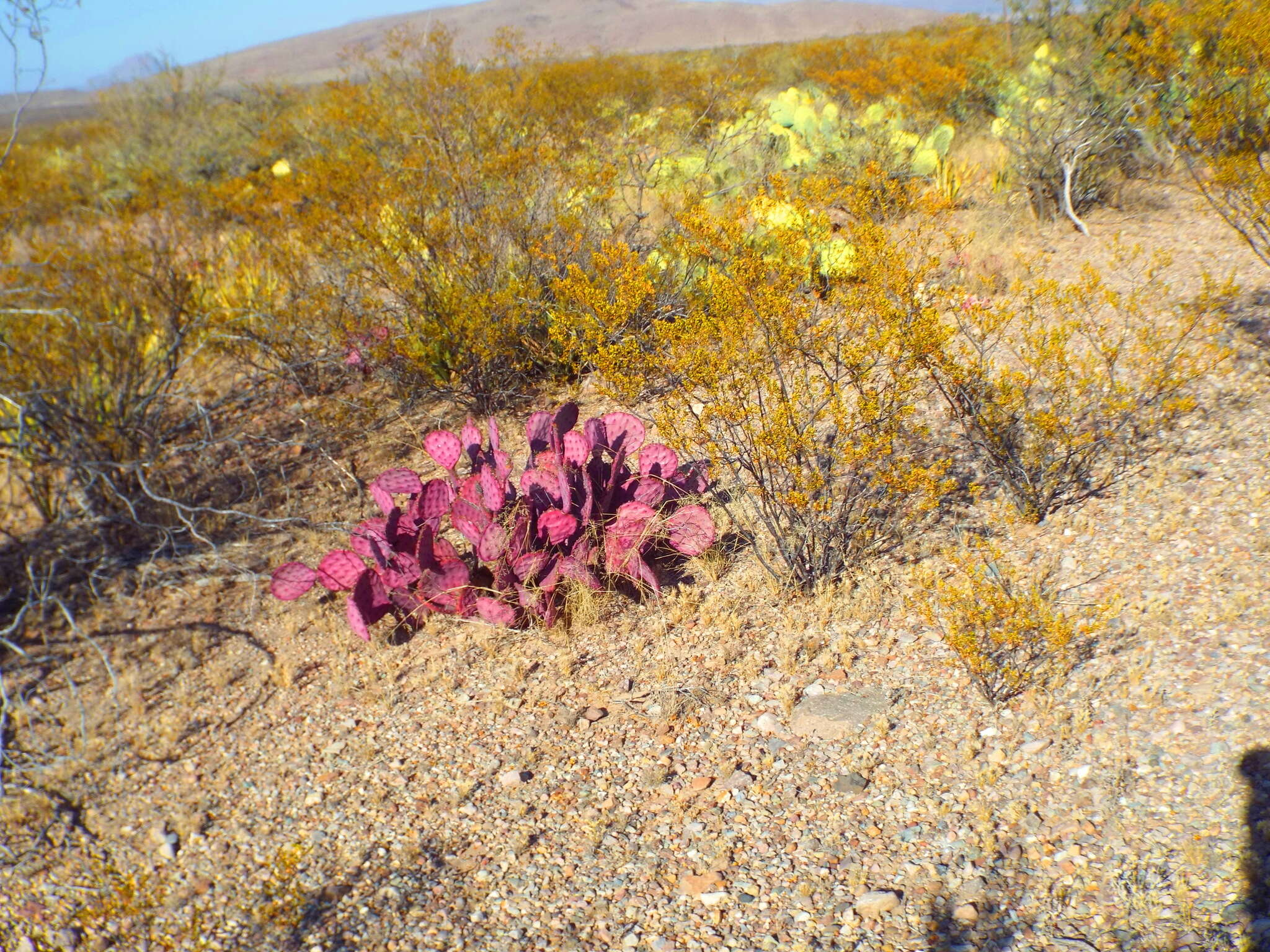 Image of Brownspine Pricklypear