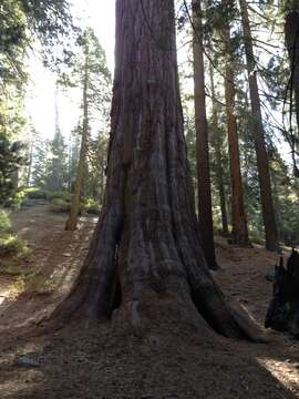 Image of giant sequoia