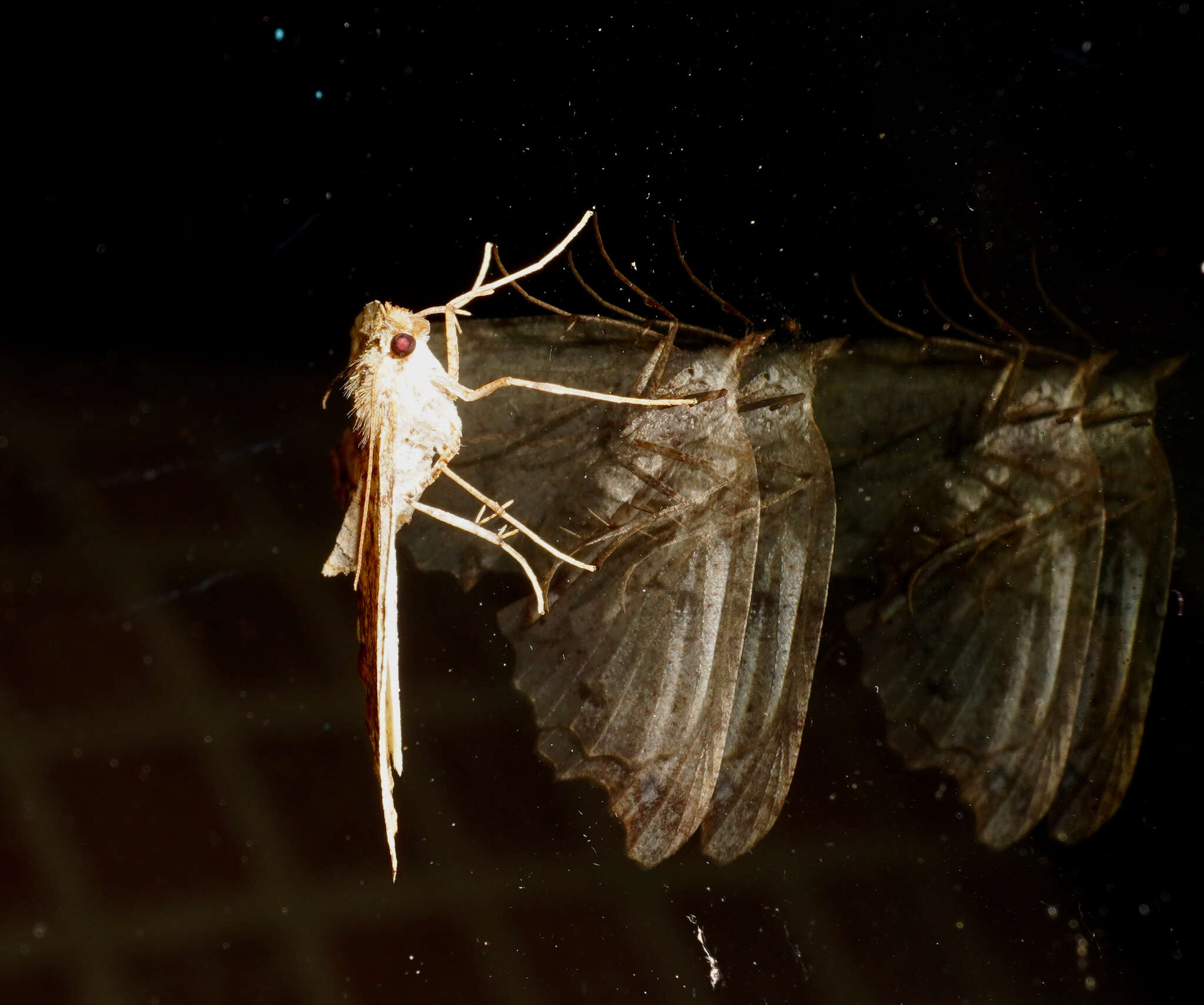 Image of brown fern moth