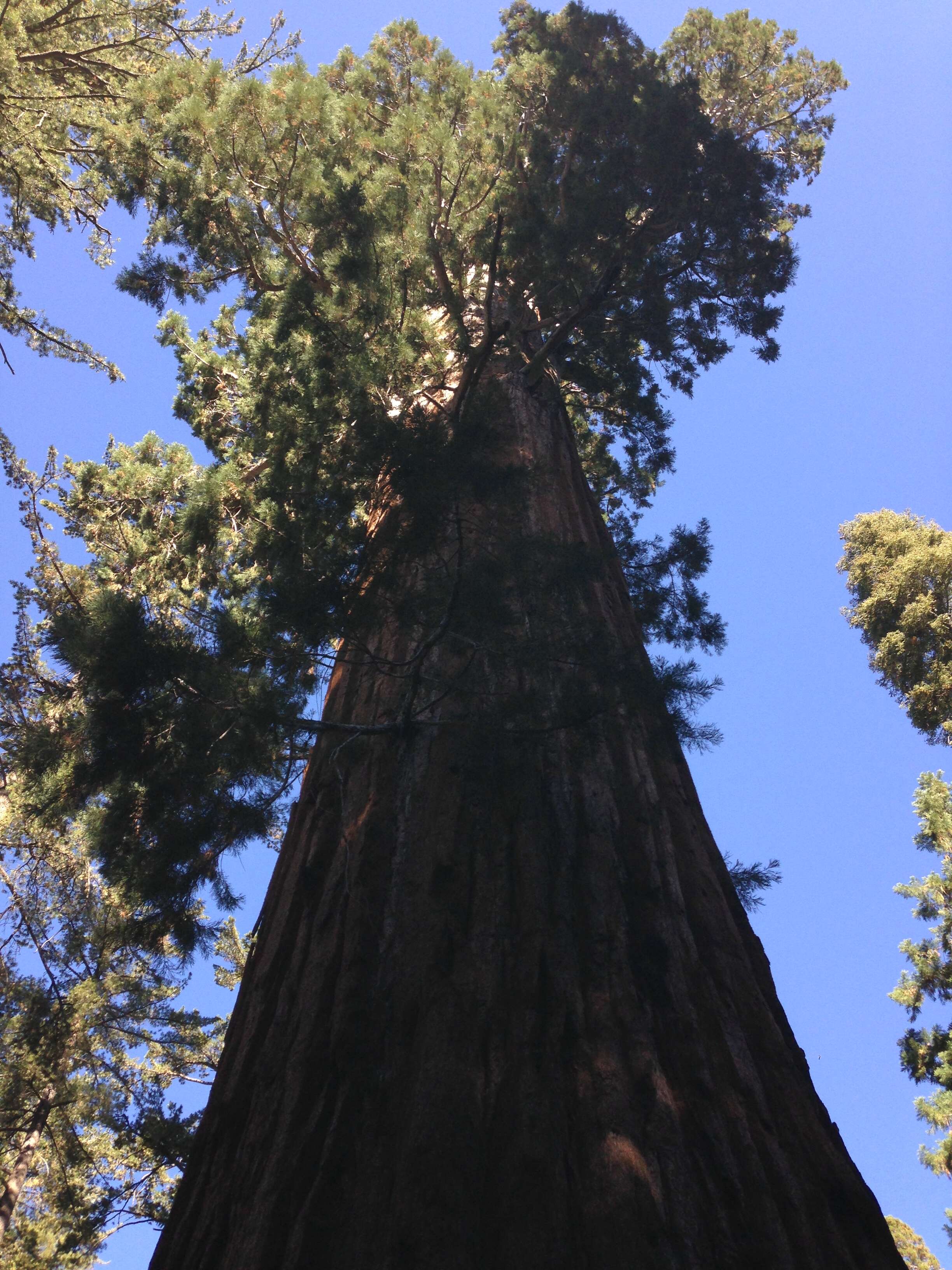 Image of giant sequoia