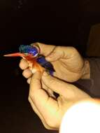 Image of White-bellied Kingfisher