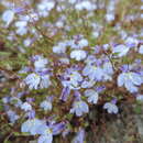 Image of Lobelia trullifolia Hemsl.