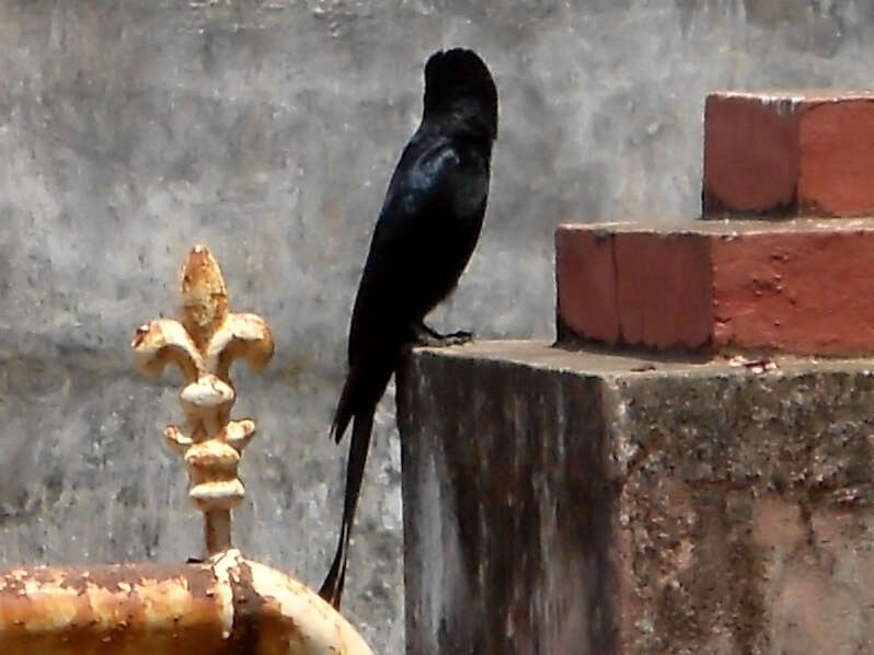 Image of Black Drongo