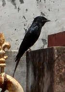 Image of Black Drongo