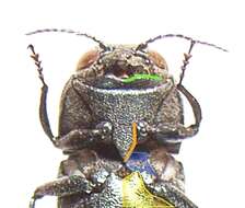 Image of Oak Splendor Beetle