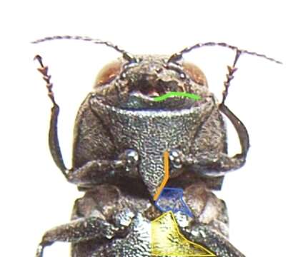 Image of Oak Splendor Beetle