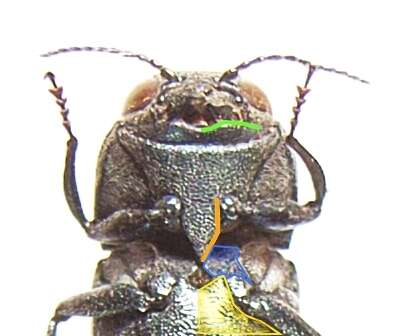 Image of Oak Splendor Beetle