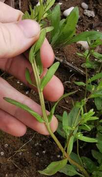 Image of neckweed