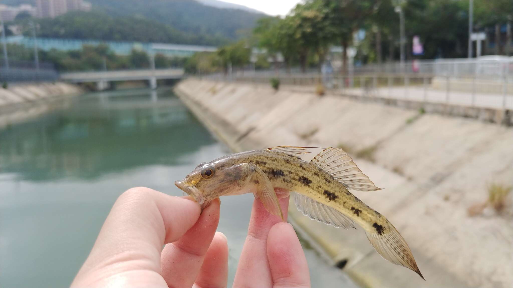 Plancia ëd Glossogobius