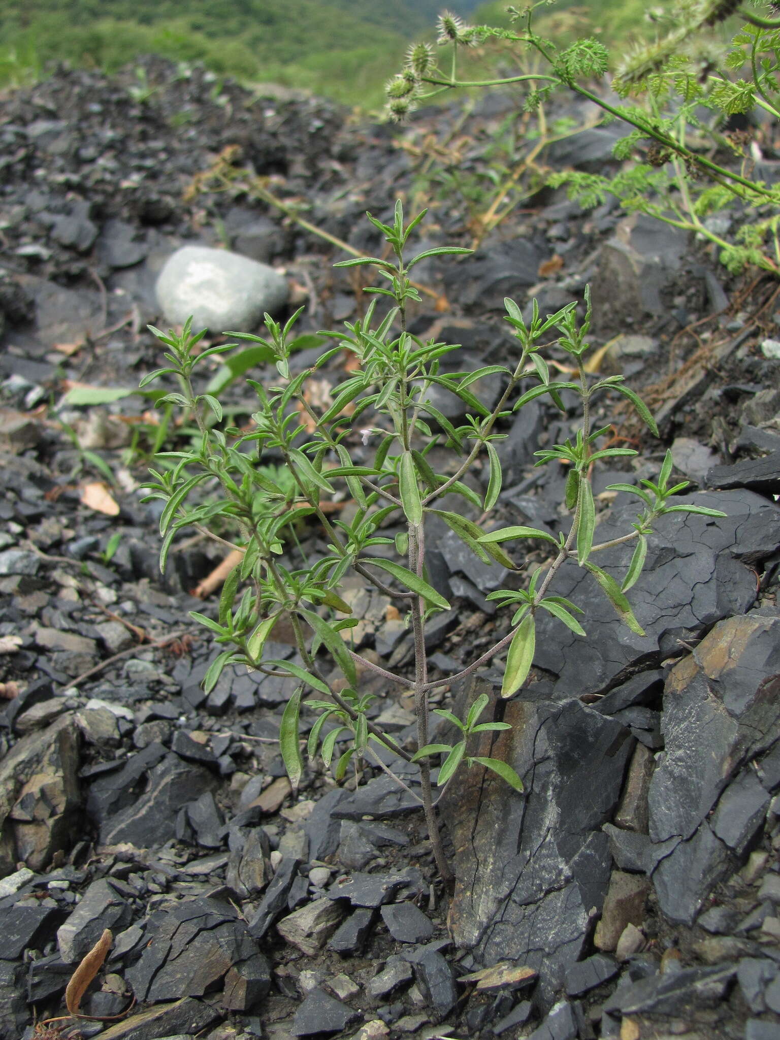 Image of summer savory