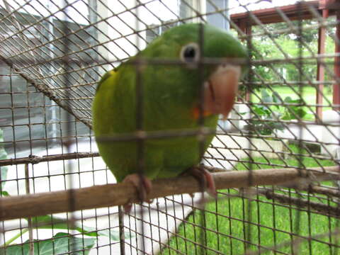 Image of Orange-chinned Parakeet