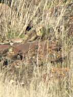 Image of Washington ground squirrel