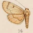 Plancia ëd Rehimena hypostictalis Hampson 1908