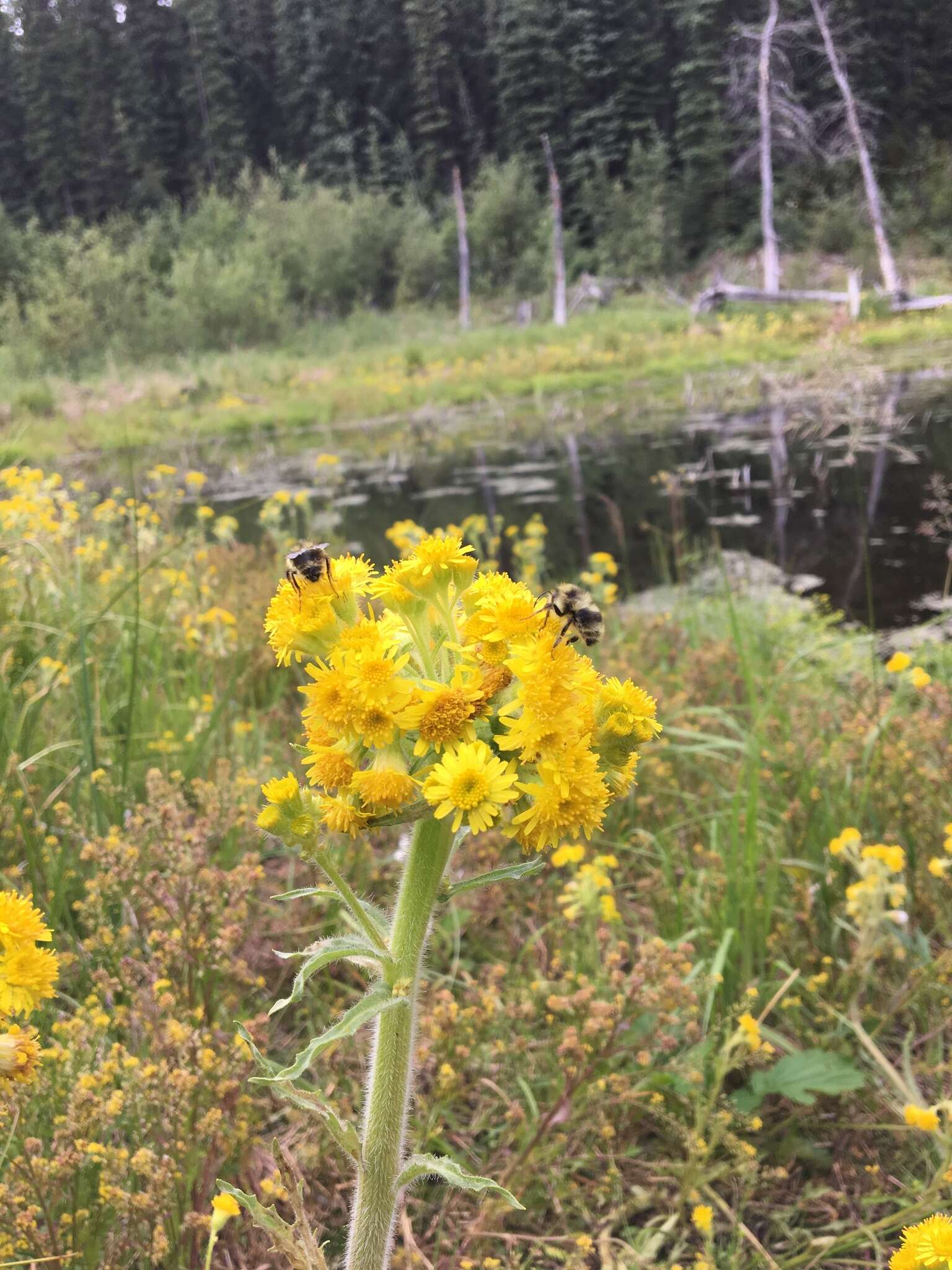 Image de Tephroseris palustris