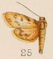 صورة Rehimena stictalis Hampson 1908