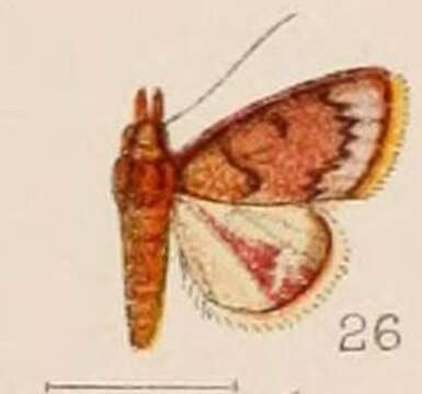 Image of Calamochrous purpuralis