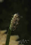 Image of Dendrodoris krusensternii (Gray 1850)