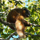 Image of Collared Brown Lemur