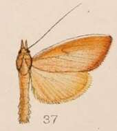 Image of Calamochrous sarcalis Hampson 1908