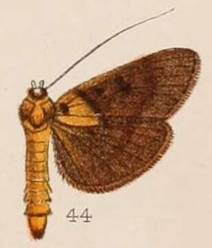 Image of Filodes bilinealis Hampson 1908