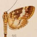 Image of Lygropia shevaroyalis Hampson 1908