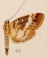 Image of Lygropia shevaroyalis Hampson 1908