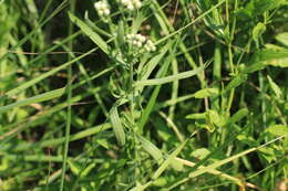 صورة Achillea salicifolia Bess.