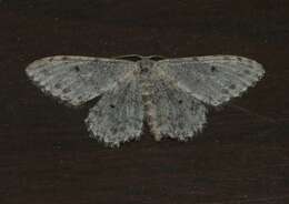 Image of Idaea camparia Herrich-Schäffer 1851