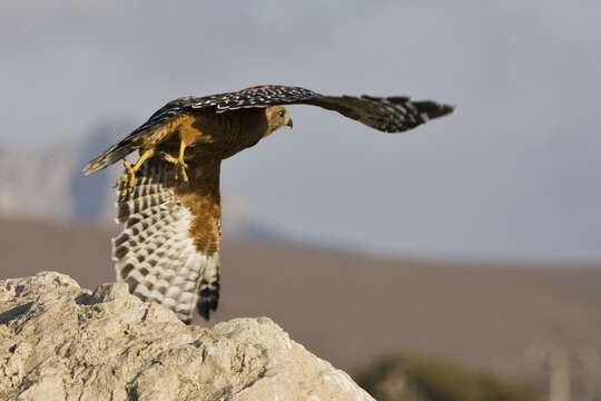 Image of Red-shouldered Hawk