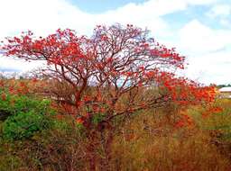 Image of Erythrina velutina Willd.