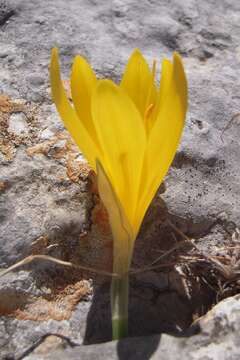 Image of winter daffodil