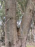 Image of Allocasuarina fraseriana (Miq.) L. A. S. Johnson