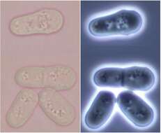 Image de Schizosaccharomyces pombe Lindner 1893