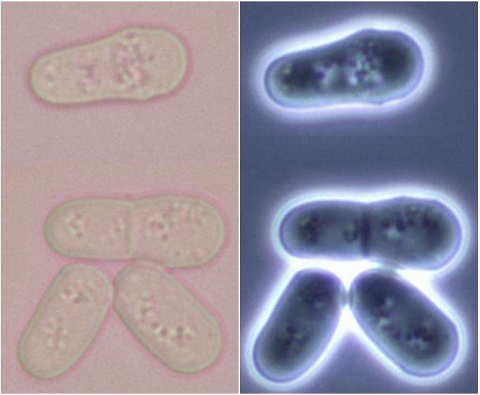 Image of Fission yeast