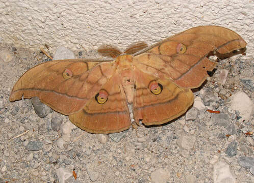 Image of Antheraea yamamai (Guérin-Méneville 1861)