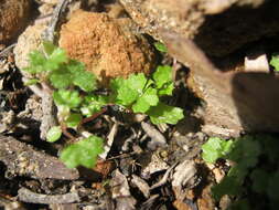 Image of Hydrocotyle callicarpa Bunge