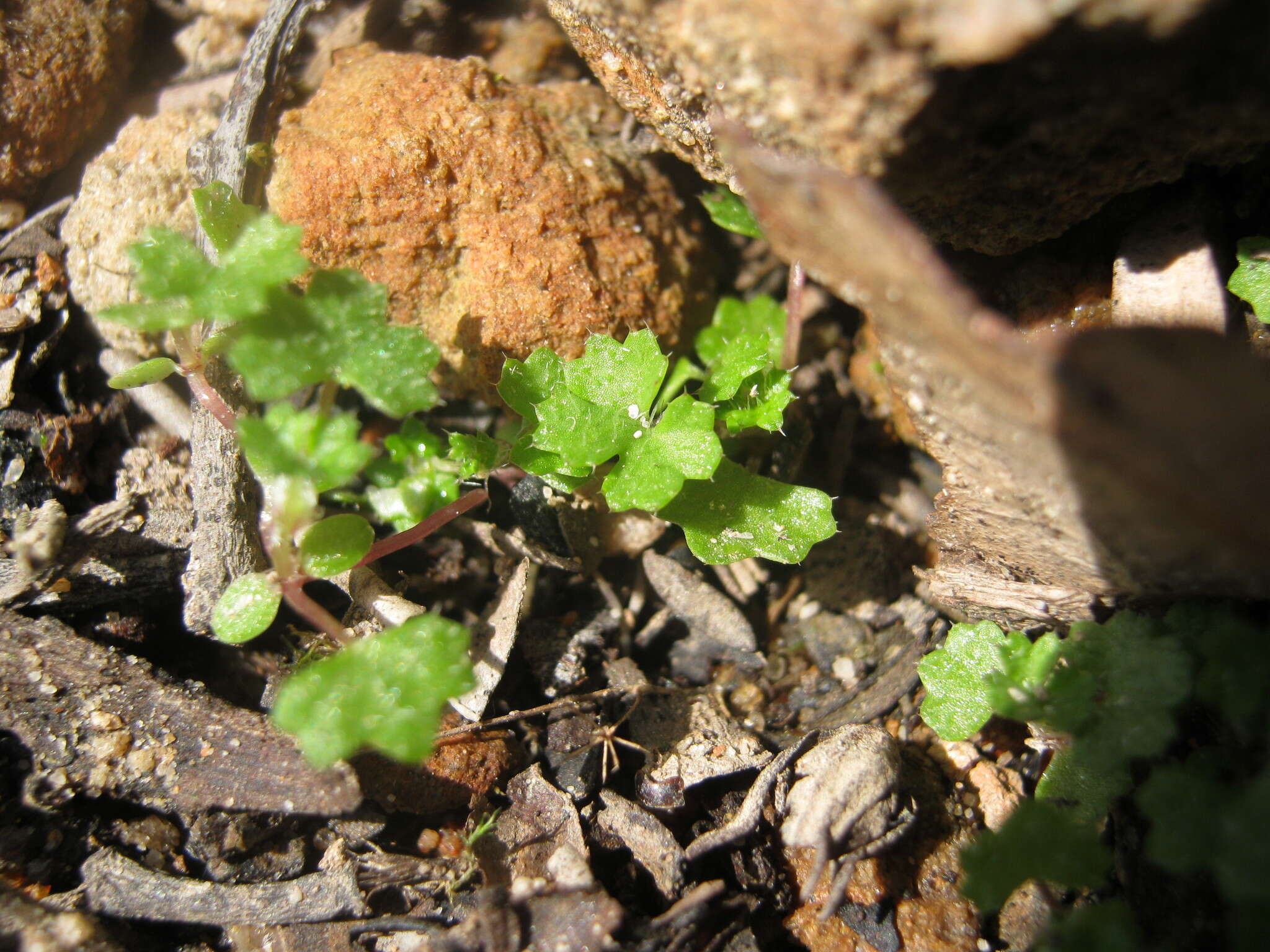 Image of Hydrocotyle callicarpa Bunge