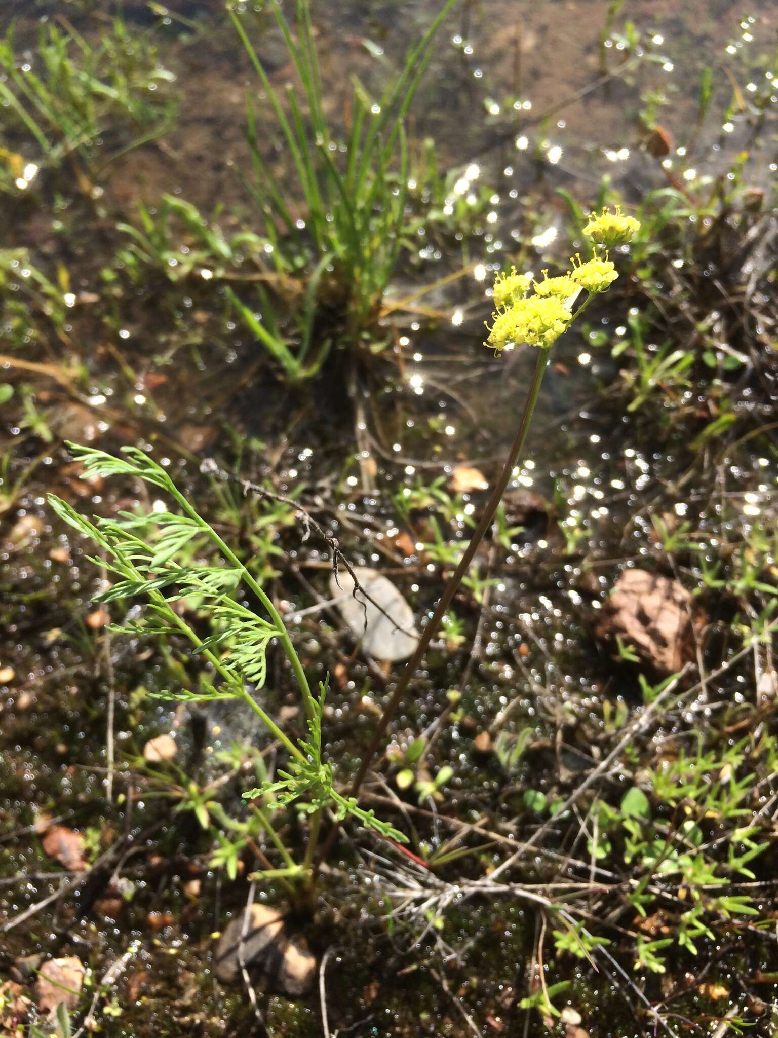 Imagem de Lomatium cookii J. S. Kagan