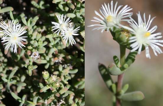 Image of Delosperma subincanum (Haw.) Schwant.