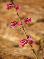 Слика од Penstemon parryi A. Gray