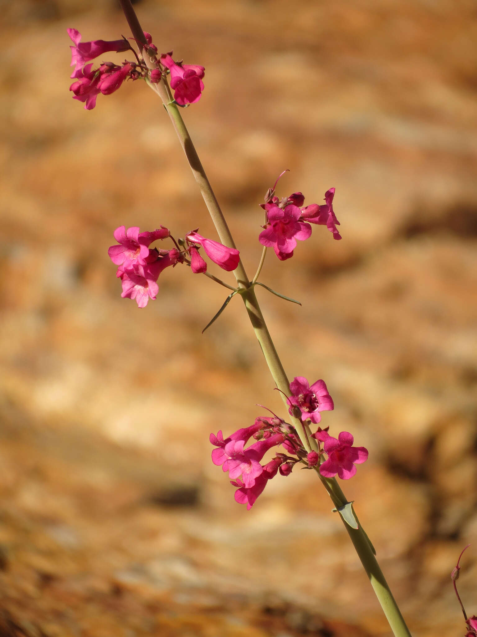 Слика од Penstemon parryi A. Gray