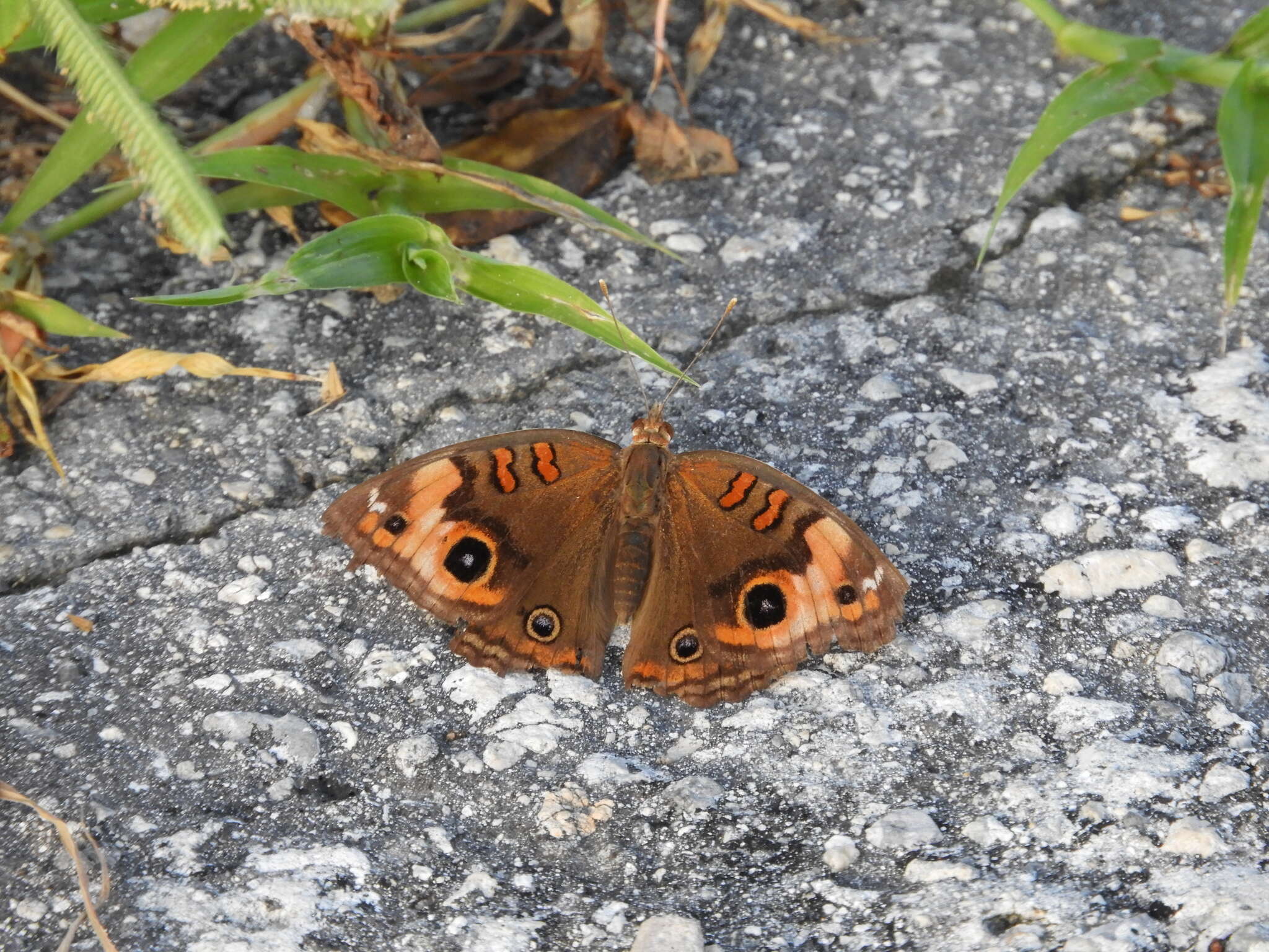 Image of <i>Junonia neildi</i>