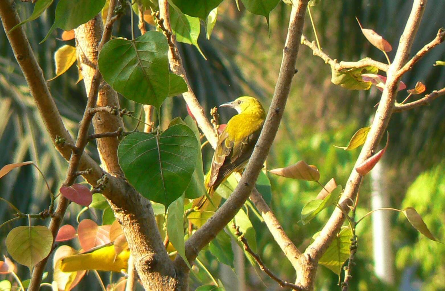 Image of Indian Golden Oriole