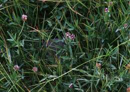 Image of Hansen's clover